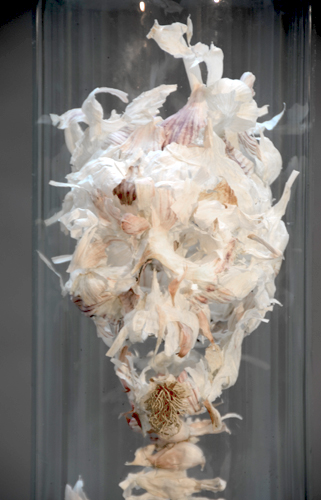 Allium sativum amen - Piet.sO  2014 sculpture vanité en feuilles d'ail sous cloche de verre